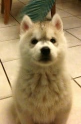 cute Pomsky puppy