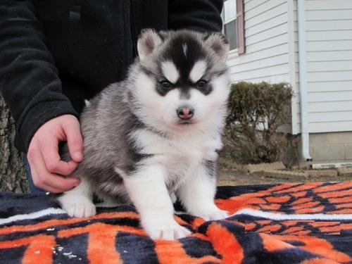 Siberian Husky puppies ready for sale