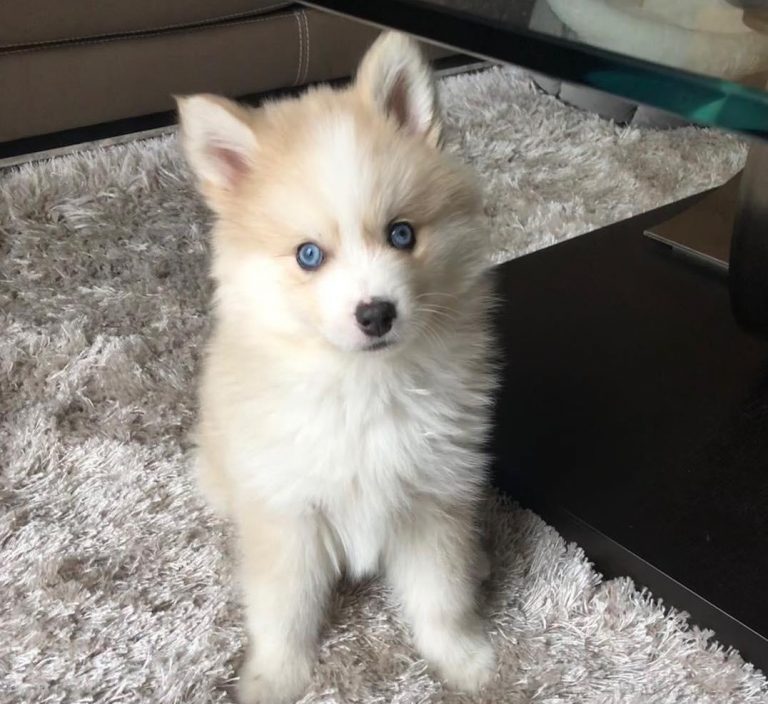 Pomsky images full grown Pomsky she is absolutely gorgeous