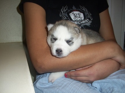 AKC Pomsky puppies available