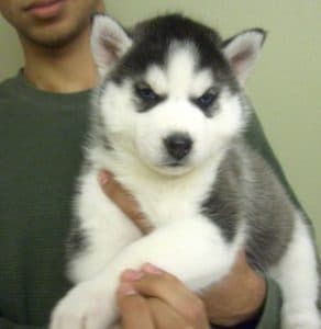 purebred pomsky puppies for sale