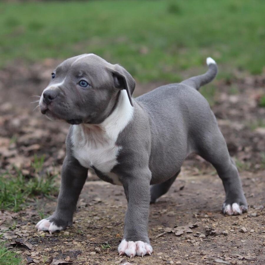 Pitbull puppies for sale $500