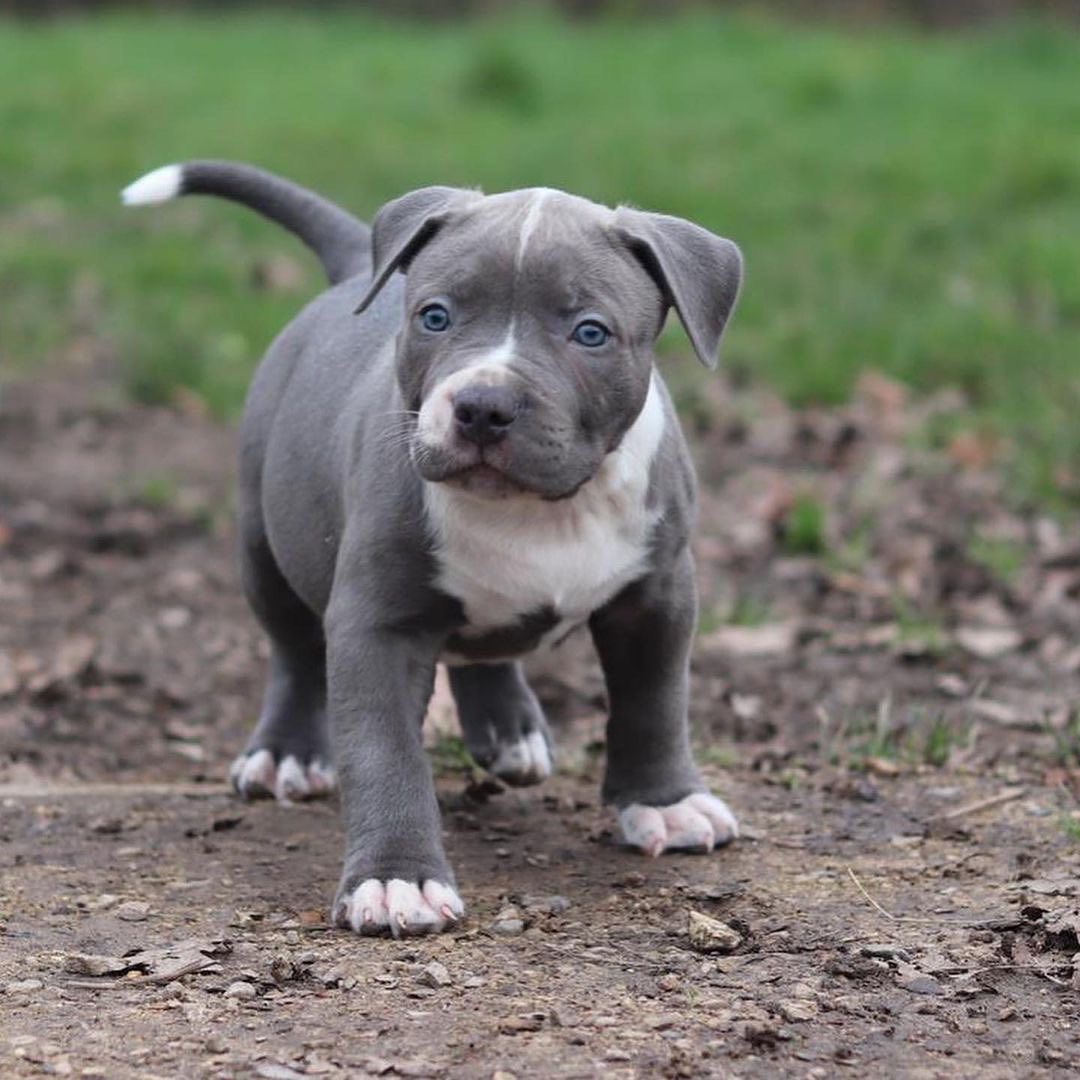 Blue nose Pitbulls available and ready to go