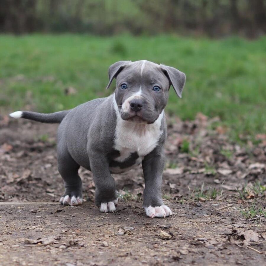 Black pitbull puppies for sale $500