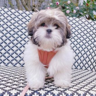 Adopt a Maltese puppy Available
