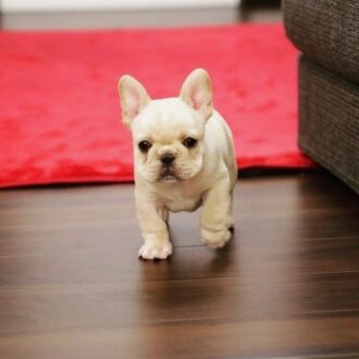 Baby French Bulldog for sale