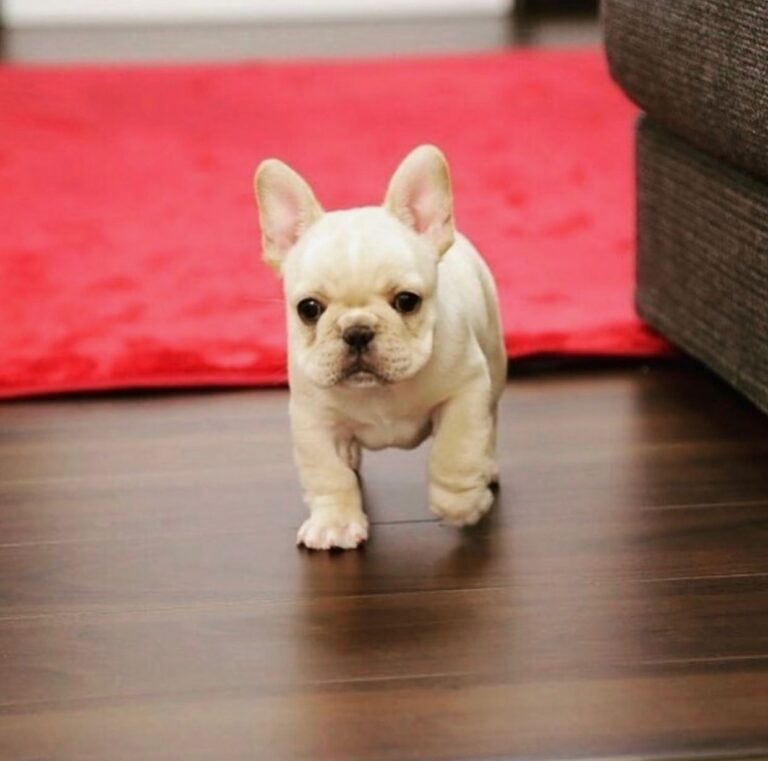 Baby French Bulldog for sale