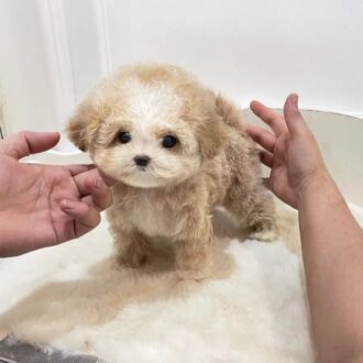 Baby Maltipoo puppies for sale