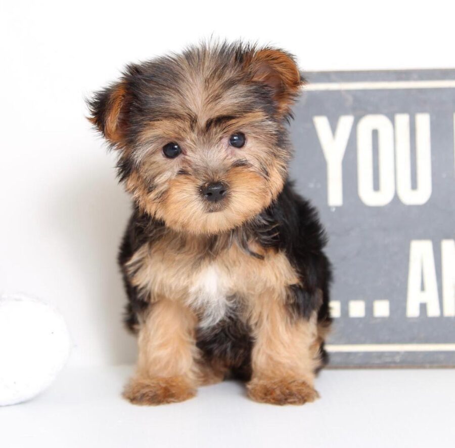 Buy Akc Yorkshire Terrier For Sale At Very Good Affordable Prices