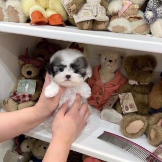 Cheap Maltipoo puppies for sale
