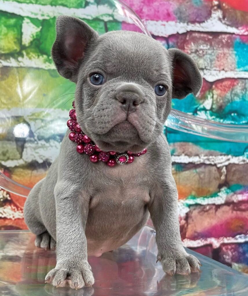 Cheap frenchies bulldogs for sale