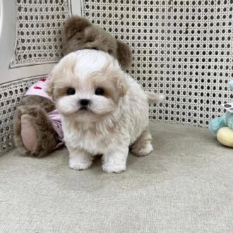 Cute Toy Maltipoo for sale