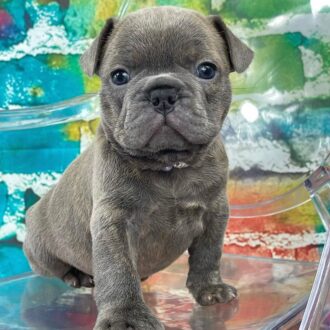 Micro French Bulldog for sale