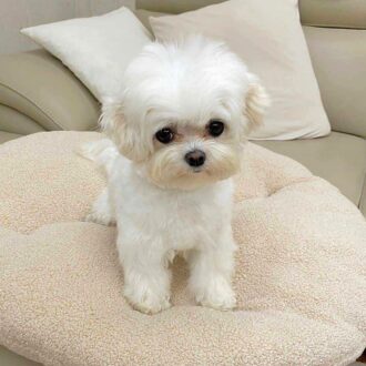 Miniature Maltese puppies for sale