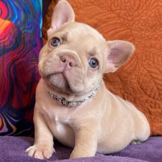 Pure french bulldog for sale