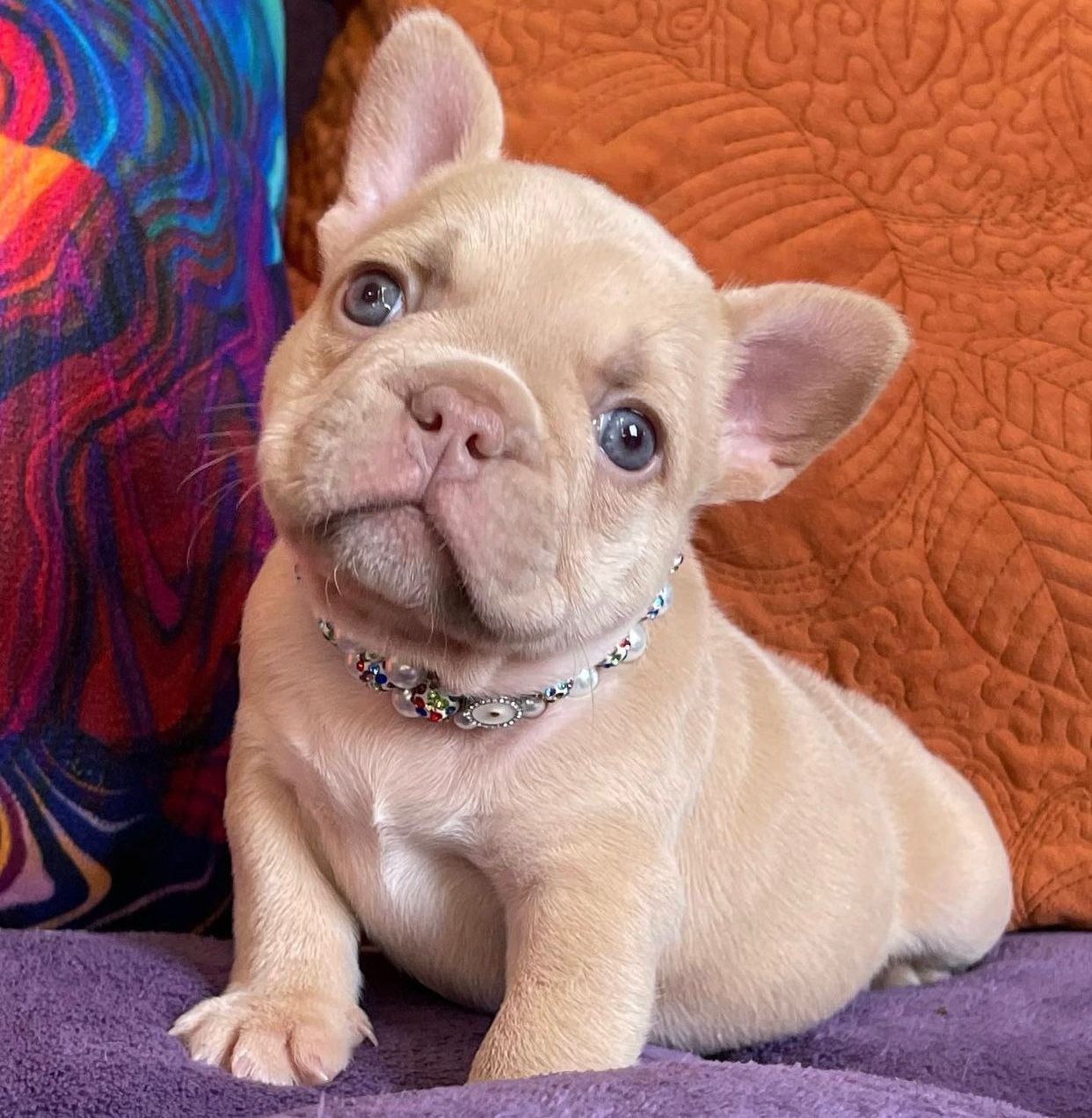 pure french bulldog for sale