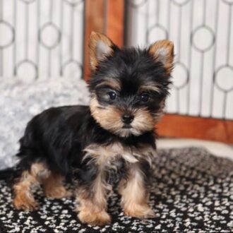 Small parti yorkies for sale