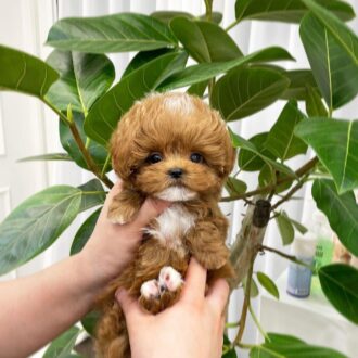 Teacup red Maltipoo for sale