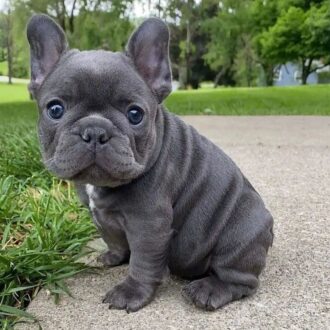 Tiny French Bulldog for sale