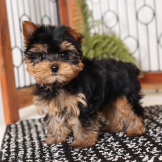 Little Yorkie puppies for sale