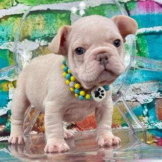 cheap french bulldog puppies available