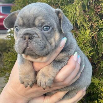 lilac french bulldog for sale