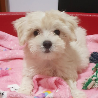 Trained Maltese puppy for sale