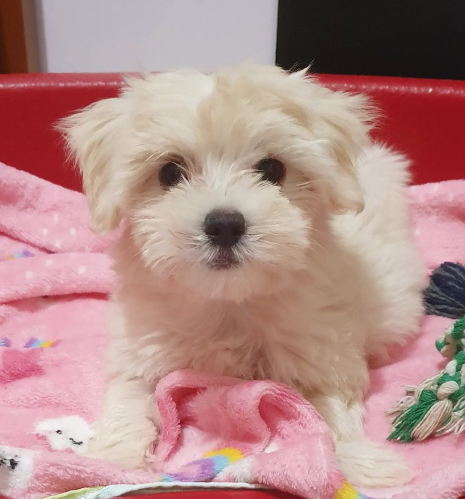 Trained Maltese puppy for sale