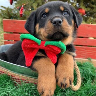 Cute Rottweiler for sale