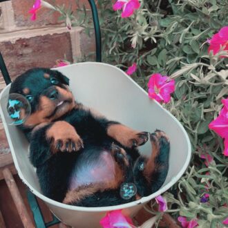 find Rottweiler puppies for sale