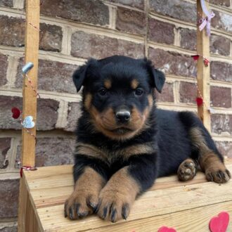 Blue Rottweiler puppies for sale