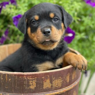 Raise rottweiler puppy for sale